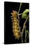 Saturnia Pyri (Giant Peacock Moth, Great Peacock Moth, Large Emperor Moth) - Caterpillar before Pup-Paul Starosta-Stretched Canvas