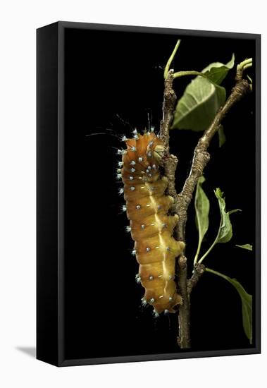 Saturnia Pyri (Giant Peacock Moth, Great Peacock Moth, Large Emperor Moth) - Caterpillar before Pup-Paul Starosta-Framed Stretched Canvas