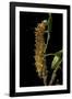 Saturnia Pyri (Giant Peacock Moth, Great Peacock Moth, Large Emperor Moth) - Caterpillar before Pup-Paul Starosta-Framed Photographic Print