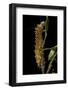 Saturnia Pyri (Giant Peacock Moth, Great Peacock Moth, Large Emperor Moth) - Caterpillar before Pup-Paul Starosta-Framed Photographic Print