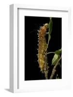 Saturnia Pyri (Giant Peacock Moth, Great Peacock Moth, Large Emperor Moth) - Caterpillar before Pup-Paul Starosta-Framed Photographic Print