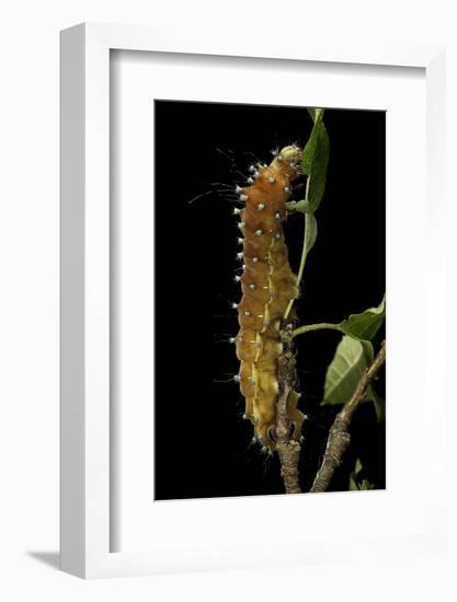 Saturnia Pyri (Giant Peacock Moth, Great Peacock Moth, Large Emperor Moth) - Caterpillar before Pup-Paul Starosta-Framed Photographic Print