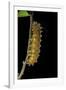 Saturnia Pyri (Giant Peacock Moth, Great Peacock Moth, Large Emperor Moth) - Caterpillar before Pup-Paul Starosta-Framed Photographic Print