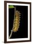 Saturnia Pyri (Giant Peacock Moth, Great Peacock Moth, Large Emperor Moth) - Caterpillar before Pup-Paul Starosta-Framed Photographic Print