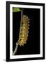 Saturnia Pyri (Giant Peacock Moth, Great Peacock Moth, Large Emperor Moth) - Caterpillar before Pup-Paul Starosta-Framed Photographic Print