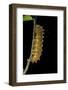 Saturnia Pyri (Giant Peacock Moth, Great Peacock Moth, Large Emperor Moth) - Caterpillar before Pup-Paul Starosta-Framed Photographic Print