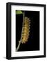 Saturnia Pyri (Giant Peacock Moth, Great Peacock Moth, Large Emperor Moth) - Caterpillar before Pup-Paul Starosta-Framed Photographic Print