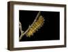 Saturnia Pyri (Giant Peacock Moth, Great Peacock Moth, Large Emperor Moth) - Caterpillar before Pup-Paul Starosta-Framed Photographic Print