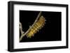 Saturnia Pyri (Giant Peacock Moth, Great Peacock Moth, Large Emperor Moth) - Caterpillar before Pup-Paul Starosta-Framed Photographic Print