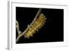 Saturnia Pyri (Giant Peacock Moth, Great Peacock Moth, Large Emperor Moth) - Caterpillar before Pup-Paul Starosta-Framed Photographic Print