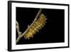 Saturnia Pyri (Giant Peacock Moth, Great Peacock Moth, Large Emperor Moth) - Caterpillar before Pup-Paul Starosta-Framed Photographic Print
