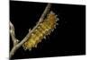 Saturnia Pyri (Giant Peacock Moth, Great Peacock Moth, Large Emperor Moth) - Caterpillar before Pup-Paul Starosta-Mounted Photographic Print