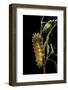 Saturnia Pyri (Giant Peacock Moth, Great Peacock Moth, Large Emperor Moth) - Caterpillar before Pup-Paul Starosta-Framed Photographic Print