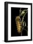 Saturnia Pyri (Giant Peacock Moth, Great Peacock Moth, Large Emperor Moth) - Caterpillar before Pup-Paul Starosta-Framed Photographic Print