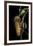 Saturnia Pyri (Giant Peacock Moth, Great Peacock Moth, Large Emperor Moth) - Caterpillar before Pup-Paul Starosta-Framed Photographic Print