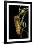 Saturnia Pyri (Giant Peacock Moth, Great Peacock Moth, Large Emperor Moth) - Caterpillar before Pup-Paul Starosta-Framed Photographic Print