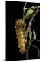 Saturnia Pyri (Giant Peacock Moth, Great Peacock Moth, Large Emperor Moth) - Caterpillar before Pup-Paul Starosta-Mounted Photographic Print