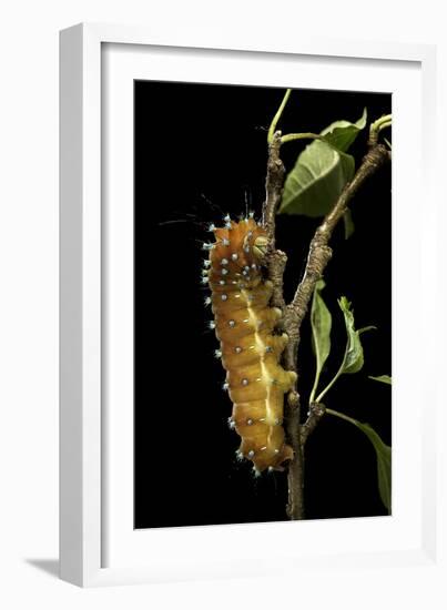 Saturnia Pyri (Giant Peacock Moth, Great Peacock Moth, Large Emperor Moth) - Caterpillar before Pup-Paul Starosta-Framed Photographic Print