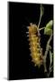 Saturnia Pyri (Giant Peacock Moth, Great Peacock Moth, Large Emperor Moth) - Caterpillar before Pup-Paul Starosta-Mounted Photographic Print