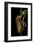 Saturnia Pyri (Giant Peacock Moth, Great Peacock Moth, Large Emperor Moth) - Caterpillar before Pup-Paul Starosta-Framed Photographic Print