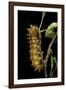 Saturnia Pyri (Giant Peacock Moth, Great Peacock Moth, Large Emperor Moth) - Caterpillar before Pup-Paul Starosta-Framed Photographic Print