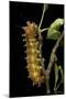 Saturnia Pyri (Giant Peacock Moth, Great Peacock Moth, Large Emperor Moth) - Caterpillar before Pup-Paul Starosta-Mounted Photographic Print