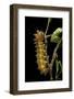 Saturnia Pyri (Giant Peacock Moth, Great Peacock Moth, Large Emperor Moth) - Caterpillar before Pup-Paul Starosta-Framed Photographic Print