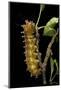 Saturnia Pyri (Giant Peacock Moth, Great Peacock Moth, Large Emperor Moth) - Caterpillar before Pup-Paul Starosta-Mounted Photographic Print