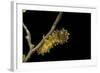 Saturnia Pyri (Giant Peacock Moth, Great Peacock Moth, Large Emperor Moth) - Caterpillar before Pup-Paul Starosta-Framed Photographic Print