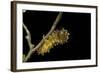 Saturnia Pyri (Giant Peacock Moth, Great Peacock Moth, Large Emperor Moth) - Caterpillar before Pup-Paul Starosta-Framed Photographic Print