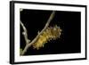 Saturnia Pyri (Giant Peacock Moth, Great Peacock Moth, Large Emperor Moth) - Caterpillar before Pup-Paul Starosta-Framed Photographic Print