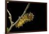 Saturnia Pyri (Giant Peacock Moth, Great Peacock Moth, Large Emperor Moth) - Caterpillar before Pup-Paul Starosta-Framed Photographic Print