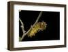 Saturnia Pyri (Giant Peacock Moth, Great Peacock Moth, Large Emperor Moth) - Caterpillar before Pup-Paul Starosta-Framed Photographic Print