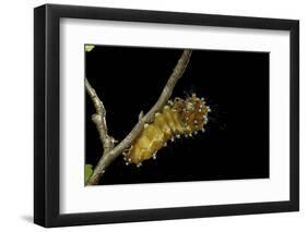 Saturnia Pyri (Giant Peacock Moth, Great Peacock Moth, Large Emperor Moth) - Caterpillar before Pup-Paul Starosta-Framed Photographic Print