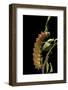 Saturnia Pyri (Giant Peacock Moth, Great Peacock Moth, Large Emperor Moth) - Caterpillar before Pup-Paul Starosta-Framed Photographic Print