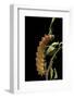 Saturnia Pyri (Giant Peacock Moth, Great Peacock Moth, Large Emperor Moth) - Caterpillar before Pup-Paul Starosta-Framed Photographic Print