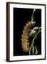 Saturnia Pyri (Giant Peacock Moth, Great Peacock Moth, Large Emperor Moth) - Caterpillar before Pup-Paul Starosta-Framed Photographic Print