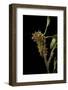 Saturnia Pyri (Giant Peacock Moth, Great Peacock Moth, Large Emperor Moth) - Caterpillar before Pup-Paul Starosta-Framed Photographic Print