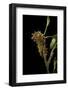 Saturnia Pyri (Giant Peacock Moth, Great Peacock Moth, Large Emperor Moth) - Caterpillar before Pup-Paul Starosta-Framed Photographic Print