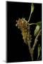 Saturnia Pyri (Giant Peacock Moth, Great Peacock Moth, Large Emperor Moth) - Caterpillar before Pup-Paul Starosta-Mounted Photographic Print