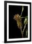 Saturnia Pyri (Giant Peacock Moth, Great Peacock Moth, Large Emperor Moth) - Caterpillar before Pup-Paul Starosta-Framed Photographic Print