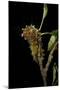 Saturnia Pyri (Giant Peacock Moth, Great Peacock Moth, Large Emperor Moth) - Caterpillar before Pup-Paul Starosta-Mounted Photographic Print