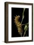 Saturnia Pyri (Giant Peacock Moth, Great Peacock Moth, Large Emperor Moth) - Caterpillar before Pup-Paul Starosta-Framed Photographic Print