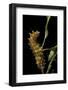 Saturnia Pyri (Giant Peacock Moth, Great Peacock Moth, Large Emperor Moth) - Caterpillar before Pup-Paul Starosta-Framed Photographic Print