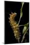 Saturnia Pyri (Giant Peacock Moth, Great Peacock Moth, Large Emperor Moth) - Caterpillar before Pup-Paul Starosta-Mounted Photographic Print