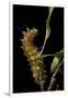 Saturnia Pyri (Giant Peacock Moth, Great Peacock Moth, Large Emperor Moth) - Caterpillar before Pup-Paul Starosta-Framed Photographic Print