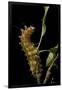 Saturnia Pyri (Giant Peacock Moth, Great Peacock Moth, Large Emperor Moth) - Caterpillar before Pup-Paul Starosta-Framed Photographic Print