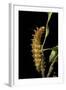 Saturnia Pyri (Giant Peacock Moth, Great Peacock Moth, Large Emperor Moth) - Caterpillar before Pup-Paul Starosta-Framed Photographic Print