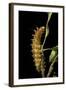 Saturnia Pyri (Giant Peacock Moth, Great Peacock Moth, Large Emperor Moth) - Caterpillar before Pup-Paul Starosta-Framed Photographic Print