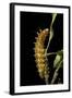 Saturnia Pyri (Giant Peacock Moth, Great Peacock Moth, Large Emperor Moth) - Caterpillar before Pup-Paul Starosta-Framed Photographic Print